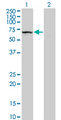KLHDC4 Antibody - Western blot of KLHDC4 expression in transfected 293T cell line by KLHDC4 monoclonal antibody (M02), clone 4G11.