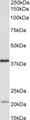 KLHDC8B Antibody - KLHDC8B antibody (0.5 ug/ml) staining of Daudi lysate (35 ug protein in RIPA buffer). Primary incubation was 1 hour. Detected by chemiluminescence.