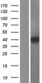 KLHDC8B Protein - Western validation with an anti-DDK antibody * L: Control HEK293 lysate R: Over-expression lysate