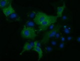 KLHL2 / MAV Antibody - Anti-KLHL2 mouse monoclonal antibody  immunofluorescent staining of COS7 cells transiently transfected by pCMV6-ENTRY KLHL2.