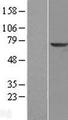 KLHL2 / MAV Protein - Western validation with an anti-DDK antibody * L: Control HEK293 lysate R: Over-expression lysate