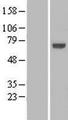 KLHL25 Protein - Western validation with an anti-DDK antibody * L: Control HEK293 lysate R: Over-expression lysate