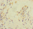 KLHL26 Antibody - Immunohistochemistry of paraffin-embedded human placenta tissue at dilution of 1:100