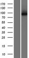 KLHL29 Protein - Western validation with an anti-DDK antibody * L: Control HEK293 lysate R: Over-expression lysate