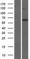 KLHL30 Protein - Western validation with an anti-DDK antibody * L: Control HEK293 lysate R: Over-expression lysate