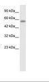 KLHL36 Antibody - HepG2 Cell Lysate.  This image was taken for the unconjugated form of this product. Other forms have not been tested.