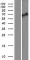 KLHL38 Protein - Western validation with an anti-DDK antibody * L: Control HEK293 lysate R: Over-expression lysate