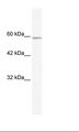 KLHL5 Antibody - HepG2 Cell Lysate.  This image was taken for the unconjugated form of this product. Other forms have not been tested.