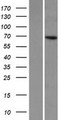 KLHL8 Protein - Western validation with an anti-DDK antibody * L: Control HEK293 lysate R: Over-expression lysate
