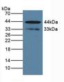 KLK1 / Kallikrein 1 Antibody - Western Blot; Sample: Human BXPC-3 Cells.