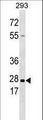 KLK5 / Kallikrein 5 Antibody - KLK5 Antibody (L159) western blot of 293 cell line lysates (35 ug/lane). The KLK5 antibody detected the KLK5 protein (arrow).