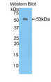 KLK6 / Kallikrein 6 Antibody - Western blot of recombinant KLK6 / Kallikrein 6.  This image was taken for the unconjugated form of this product. Other forms have not been tested.