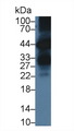 KLK6 / Kallikrein 6 Antibody - Western Blot; Sample: Human BXPC3 cell lysate; Primary Ab: 3µg/ml Rabbit Anti-Mouse KLK6 Antibody Second Ab: 0.2µg/mL HRP-Linked Caprine Anti-Rabbit IgG Polyclonal Antibody