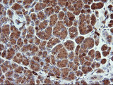 KLK8 / Kallikrein 8 Antibody - IHC of paraffin-embedded Human pancreas tissue using anti-KLK8 mouse monoclonal antibody.