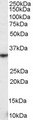 KLRK1 / CD314 / NKG2D Antibody - KLRK1 / CD314 / NKG2D antibody staining (0.3µg/ml) of Human Spleen lysate (RIPA buffer, 35µg total protein per lane). Detected by chemiluminescence.