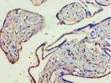 KMO Antibody - Immunohistochemistry of paraffin-embedded human placenta tissue using antibody at 1:100 dilution.  This image was taken for the unconjugated form of this product. Other forms have not been tested.