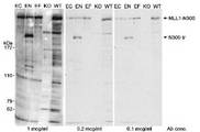 KMT2A / MLL Antibody - WB Analysis: Samples: Nuclear extract (50 ug for WT and KO; 10 ug for EF, EN and EC) from 293T cells that were transfected with MLL1 C-terminal 180 kD fragment (EC), 293T cells transfected with N-terminally truncated MLL1 fragment (EN; N300-tr), 293T cells transfected with MLL1 N-terminal 300 kD fragment (EF), MLL1 +/+ mouse embryonic stem cells (WT), and MLL1 -/- embryonic stem cells (KO). Antibody used at the indicated concentrations. Detection: One second exposure with chemiluminescence.