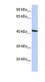 KPTN / Kaptin Antibody - KPTN / Kaptin antibody Western blot of HepG2 cell lysate. This image was taken for the unconjugated form of this product. Other forms have not been tested.