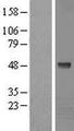 KPTN / Kaptin Protein - Western validation with an anti-DDK antibody * L: Control HEK293 lysate R: Over-expression lysate