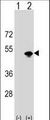 KRR1 Antibody - Western blot of KRR1 (arrow) using rabbit polyclonal KRR1 Antibody. 293 cell lysates (2 ug/lane) either nontransfected (Lane 1) or transiently transfected (Lane 2) with the KRR1 gene.