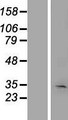 KRT222 / Keratin 222 Protein - Western validation with an anti-DDK antibody * L: Control HEK293 lysate R: Over-expression lysate