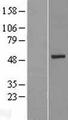 KRT26 / Keratin 26 Protein - Western validation with an anti-DDK antibody * L: Control HEK293 lysate R: Over-expression lysate
