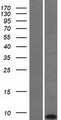 KRTAP22-1 Protein - Western validation with an anti-DDK antibody * L: Control HEK293 lysate R: Over-expression lysate