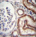 KSP32 / MIOX Antibody - MIOX Antibody immunohistochemistry of formalin-fixed and paraffin-embedded human kidney tissue followed by peroxidase-conjugated secondary antibody and DAB staining.