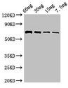 L-ornithine 5-monooxygenase Antibody - Western Blot Positive WB detected in Recombinant protein All lanes: pvdA antibody at 2.8µg/ml Secondary Goat polyclonal to rabbit IgG at 1/50000 dilution Predicted band size: 65 kDa Observed band size: 65 kDa