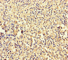 L35A / RPL35A Antibody - Immunohistochemistry of paraffin-embedded human spleen tissue using RPL35A Antibody at dilution of 1:100