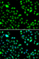 L3MBTL3 Antibody - Immunofluorescence analysis of MCF7 cells.