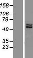 LACE1 Protein - Western validation with an anti-DDK antibody * L: Control HEK293 lysate R: Over-expression lysate