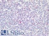 LAG3 Antibody - Human Tonsil: Formalin-Fixed, Paraffin-Embedded (FFPE)