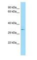 LAIR1 / CD305 Antibody - LAIR1 / CD305 antibody Western Blot of Fetal Liver.  This image was taken for the unconjugated form of this product. Other forms have not been tested.