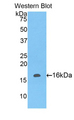 LAIR2 / CD306 Antibody - Western blot of recombinant LAIR2.  This image was taken for the unconjugated form of this product. Other forms have not been tested.