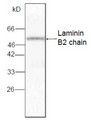 LAMC1 / Laminin Gamma 1 Antibody