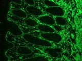 LAMC1 / Laminin Gamma 1 Antibody - Immunofluorescence staining of frozen sections from human colon (methanol fixed) using Laminin, showing the localization of laminin in the connective tissue and in basement membranes surrounding the epithelial crypts and villi.