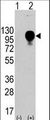 LAMP2 / CD107b Antibody - Western blot of LAMP2 (arrow) using LAMP2 Antibody. 293 cell lysates (2 ug/lane) either nontransfected (Lane 1) or transiently transfected with the LAMP2 gene (Lane 2) (Origene Technologies). Mature, functional LAMP2 is extensively glycosylated with a variety of different N linked and O linked oligosaccharides with a total molecular weight of ~100-110 kDa.