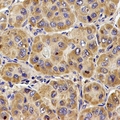 LAMP2 / CD107b Antibody - Immunohistochemical analysis of CD107b staining in mouse liver formalin fixed paraffin embedded tissue section. The section was pre-treated using heat mediated antigen retrieval with sodium citrate buffer (pH 6.0). The section was then incubated with the antibody at room temperature and detected using an HRP polymer system. DAB was used as the chromogen. The section was then counterstained with hematoxylin and mounted with DPX.