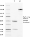 LAMP3 / CD208 Antibody - SDS-PAGE Analysis of Purified, BSA-Free LAMP-3 Antibody (clone LAMP3/529). Confirmation of Integrity and Purity of the Antibody.