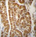 LAMTOR2 Antibody - ROBLD3 Antibody immunohistochemistry of formalin-fixed and paraffin-embedded human stomach tissue followed by peroxidase-conjugated secondary antibody and DAB staining.