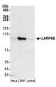 LARP4B Antibody - Detection of human LARP4B by western blot. Samples: Whole cell lysate (50 µg) from HeLa, HEK293T, and Jurkat cells prepared using NETN lysis buffer. Antibodies: Affinity purified rabbit anti-LARP4B antibody used for WB at 0.1 µg/ml. Detection: Chemiluminescence with an exposure time of 3 minutes.