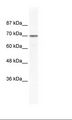 LAS1L Antibody - HepG2 Cell Lysate.  This image was taken for the unconjugated form of this product. Other forms have not been tested.