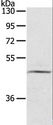 LASS3 Antibody - Western blot analysis of TM4 cell, using CERS3 Polyclonal Antibody at dilution of 1:200.