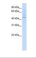 LAX1 / LAX Antibody - Hela cell lysate. Antibody concentration: 1.0 ug/ml. Gel concentration: 12%.  This image was taken for the unconjugated form of this product. Other forms have not been tested.