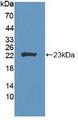 LCAT Antibody - Western Blot; Sample: Recombinant LCAT, Human.