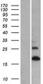 LCE1A Protein - Western validation with an anti-DDK antibody * L: Control HEK293 lysate R: Over-expression lysate