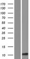 LCE6A Protein - Western validation with an anti-DDK antibody * L: Control HEK293 lysate R: Over-expression lysate