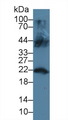 LCN12 Antibody - Western Blot; Sample: Mouse Testis lysate; Primary Ab: 3µg/ml Rabbit Anti-Human LCN12 Antibody Second Ab: 0.2µg/mL HRP-Linked Caprine Anti-Rabbit IgG Polyclonal Antibody