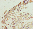 LCN6 Antibody - Immunohistochemistry of paraffin-embedded human testis tissue at dilution 1:100
